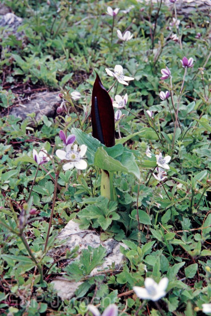 Nepal 99 241 ergebnis