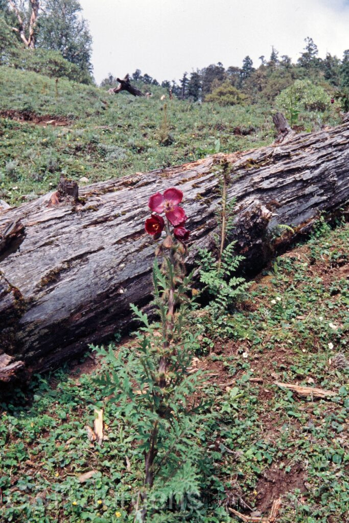 Nepal 99 248 ergebnis