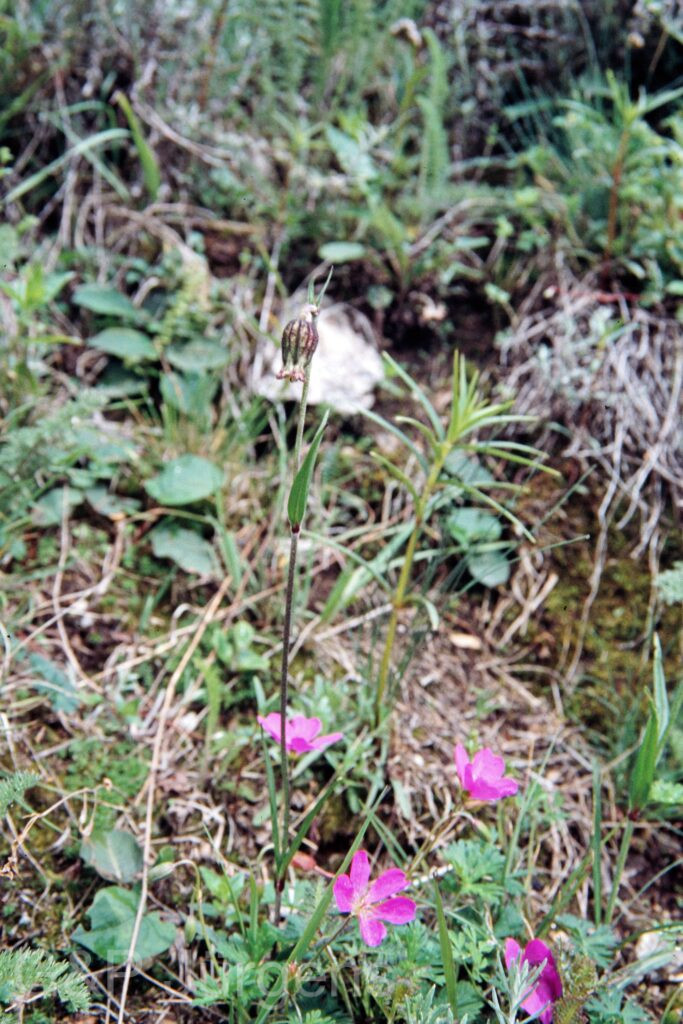 Nepal 99 259 ergebnis