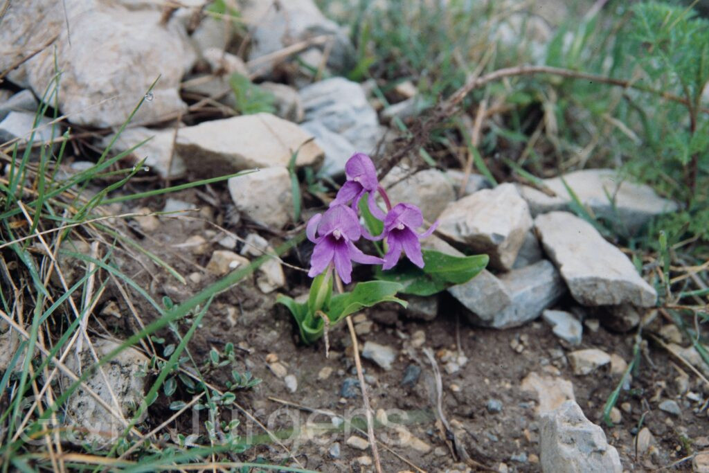Nepal 99 25 ergebnis