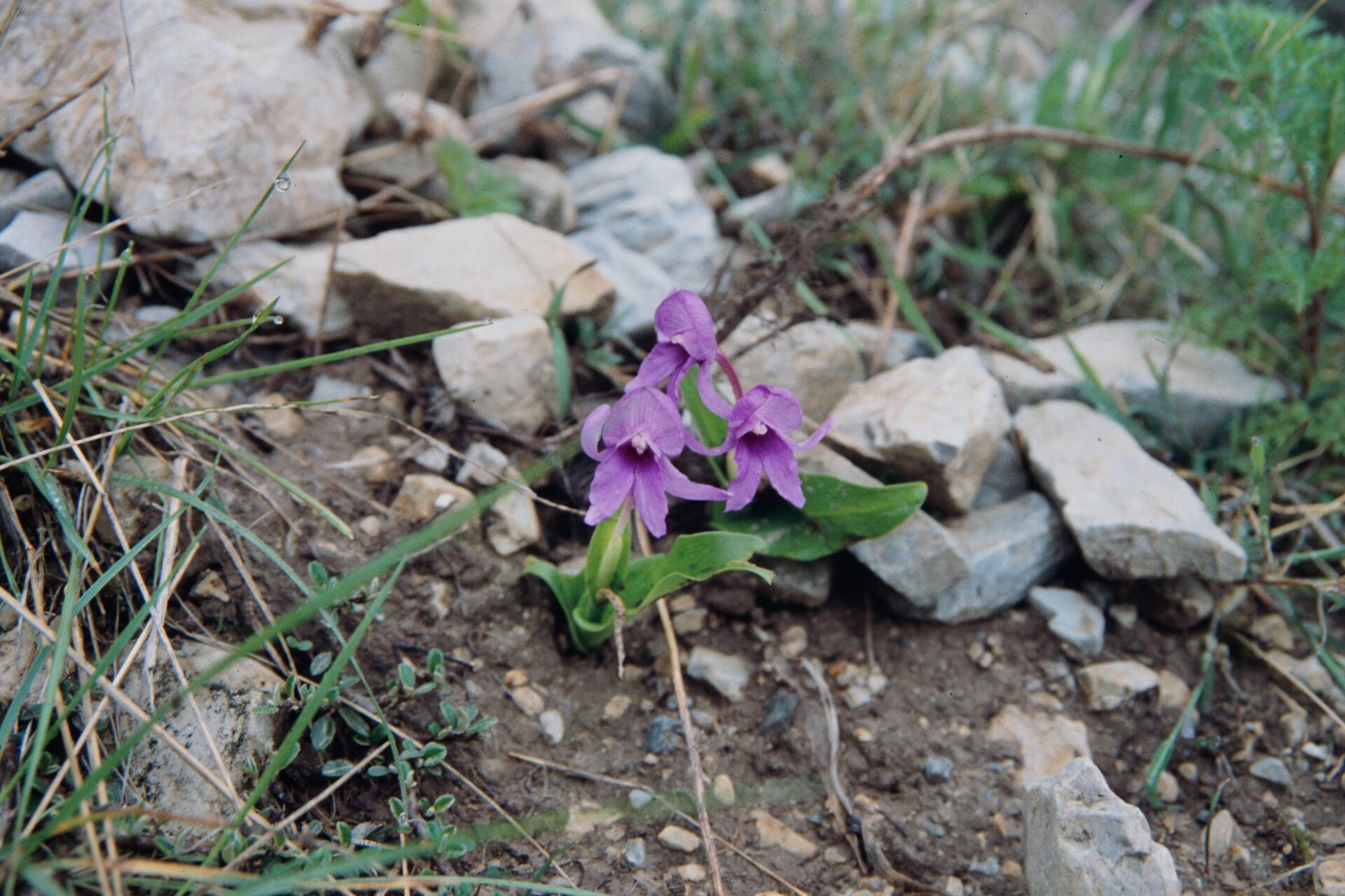 Roscoea alpina — Zingiberacaea