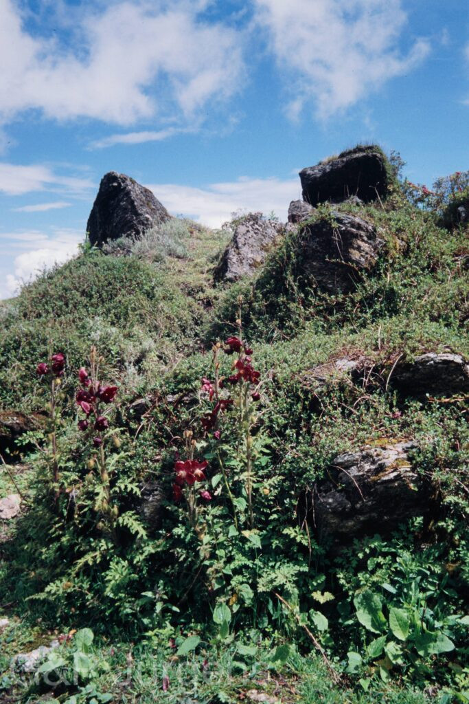 Nepal 99 265 ergebnis