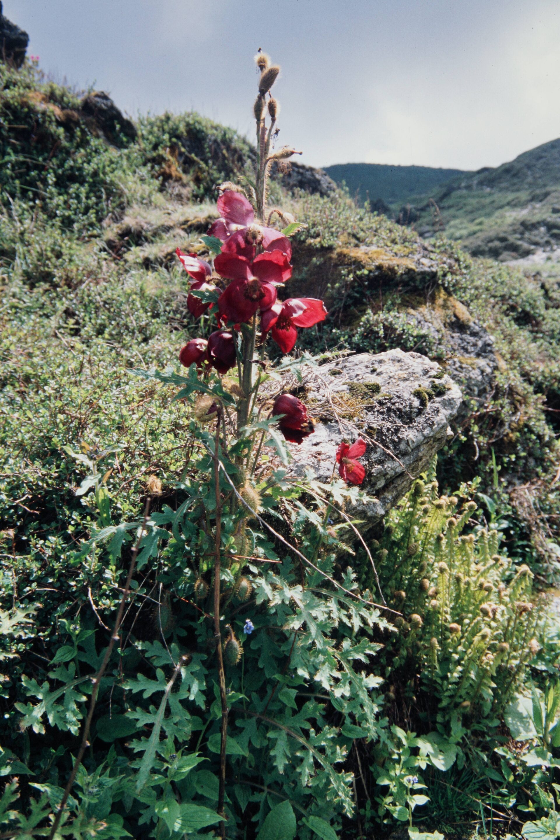 Meconopsis chankheliensis — Papaveraceae