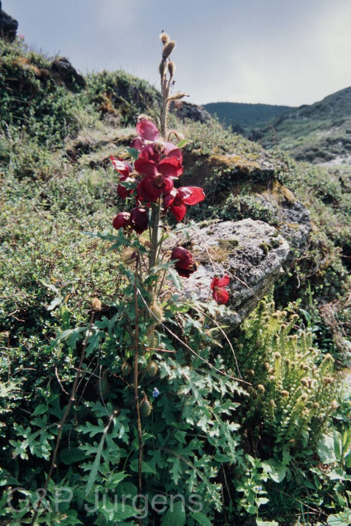 Nepal 99 266 ergebnis