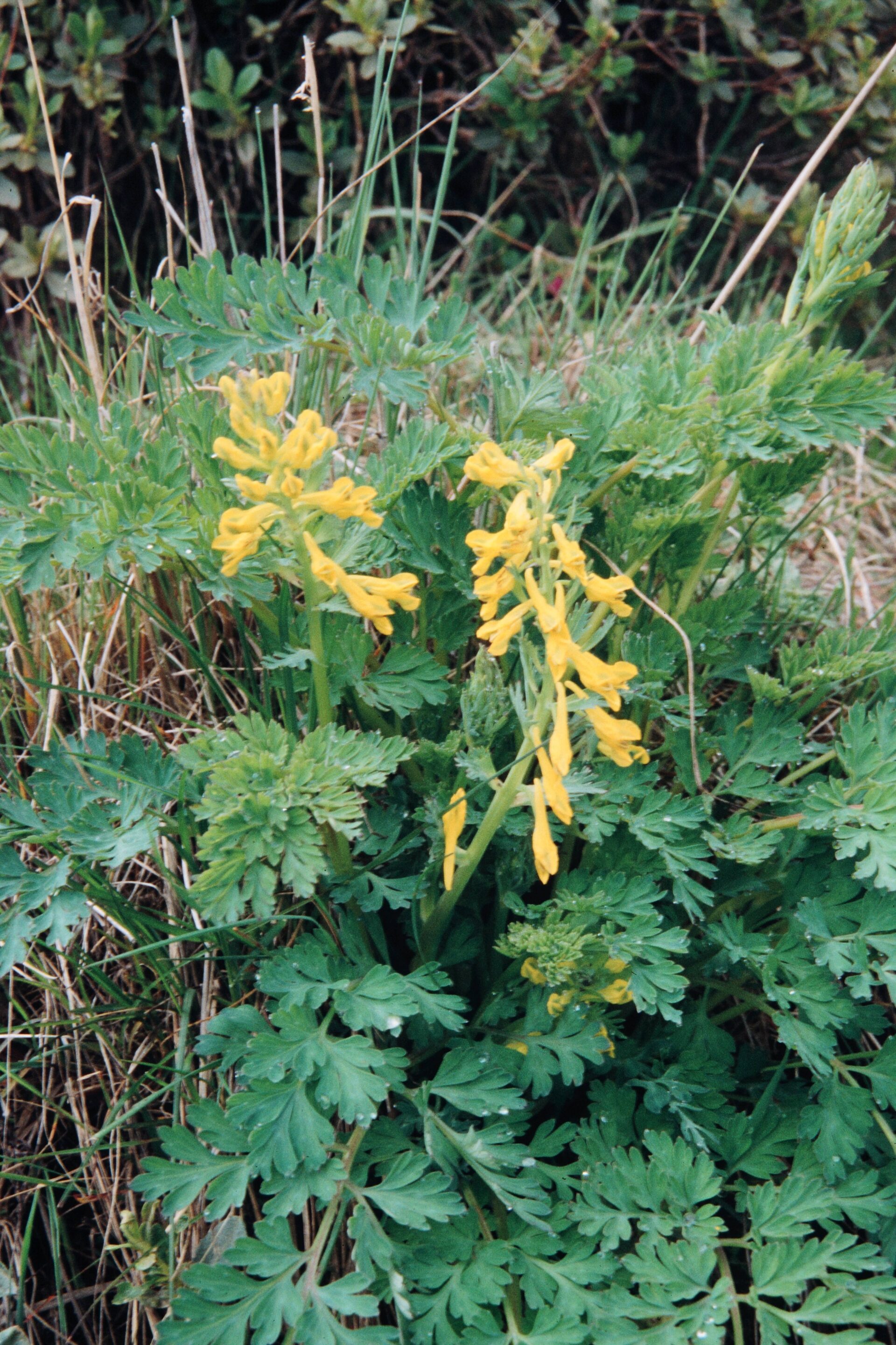 Corydalis govaniana — Papaveraceae