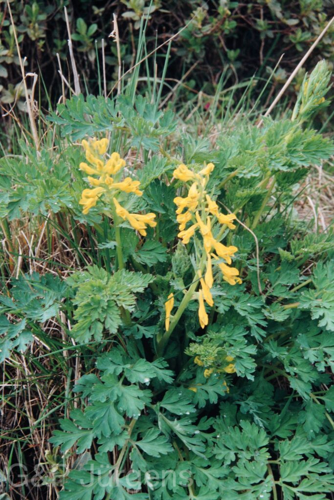 Nepal 99 267 ergebnis