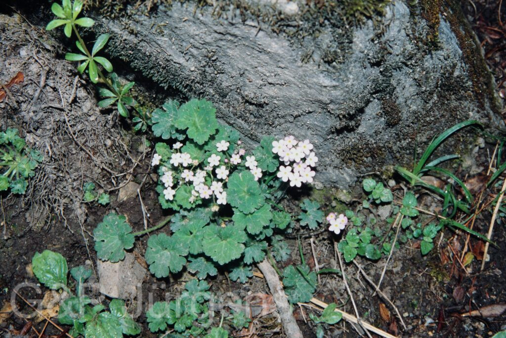 Nepal 99 26 ergebnis