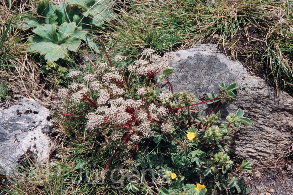 Nepal 99 273 ergebnis