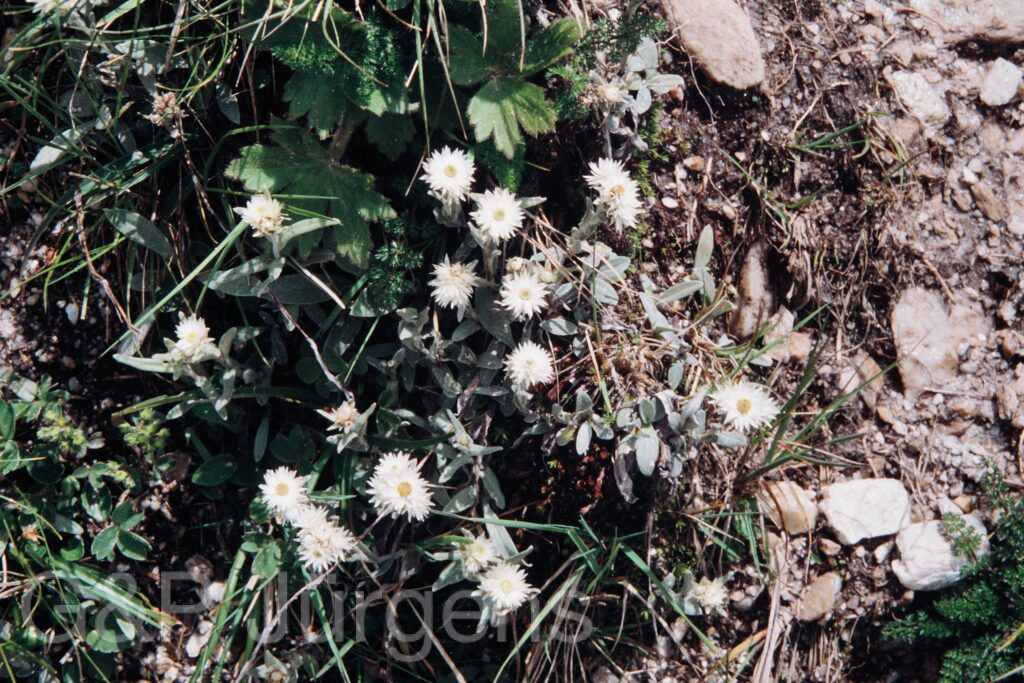 Nepal 99 274 ergebnis