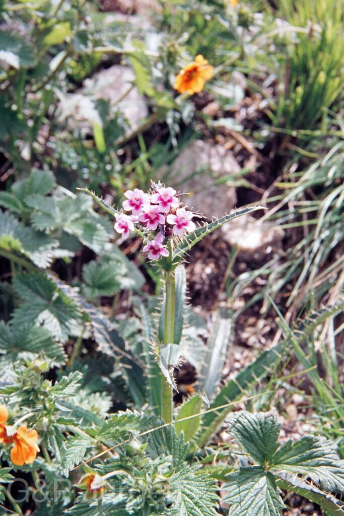 Nepal 99 277 ergebnis