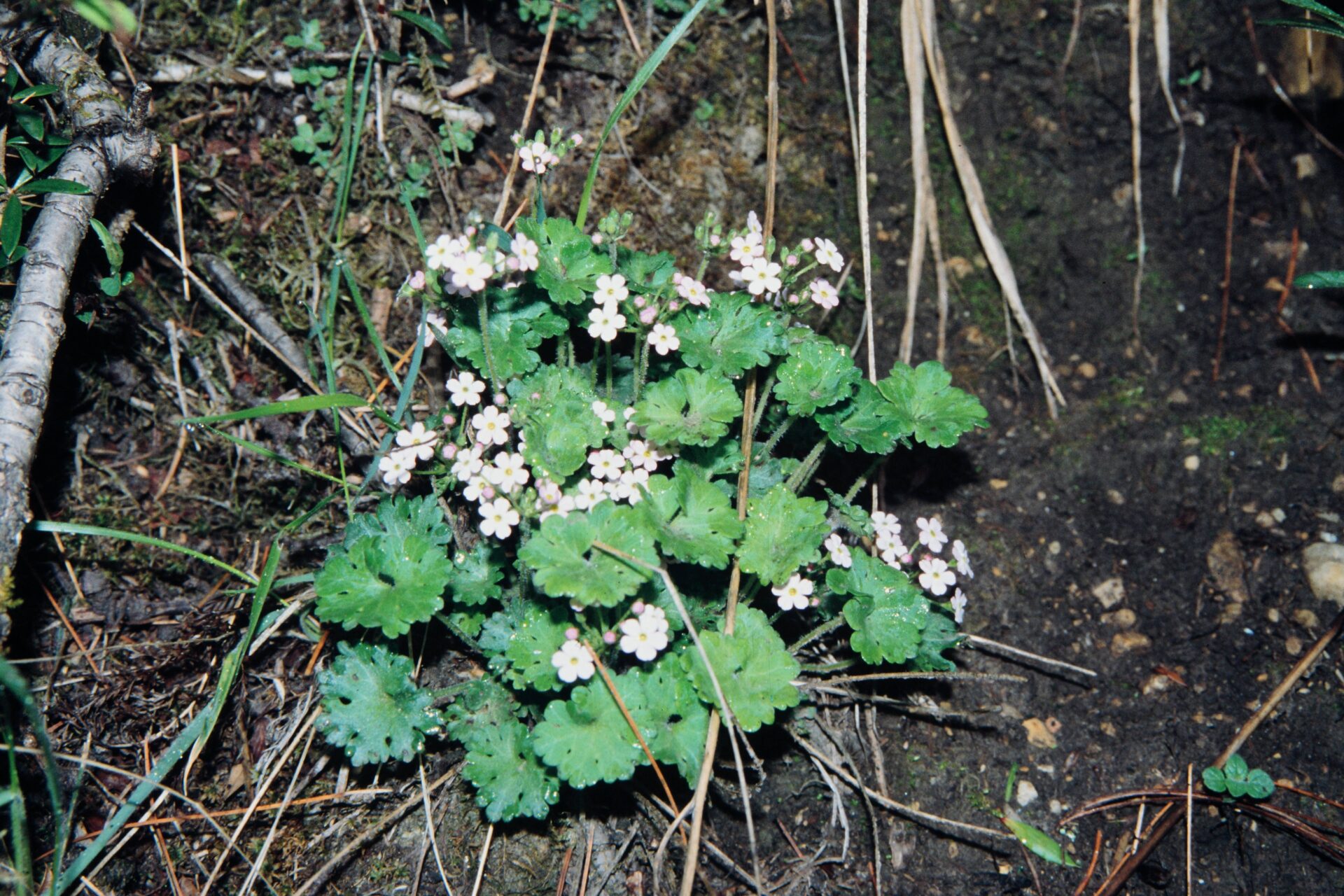 Androsace rotundifolia — Primulaceae