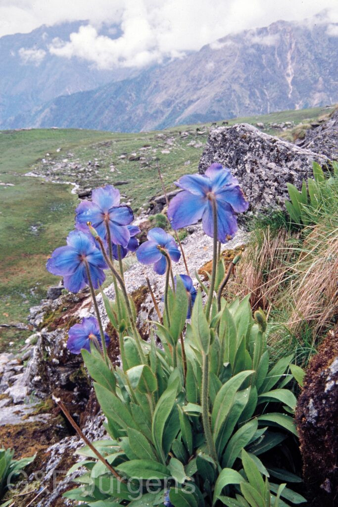 Nepal 99 280 ergebnis