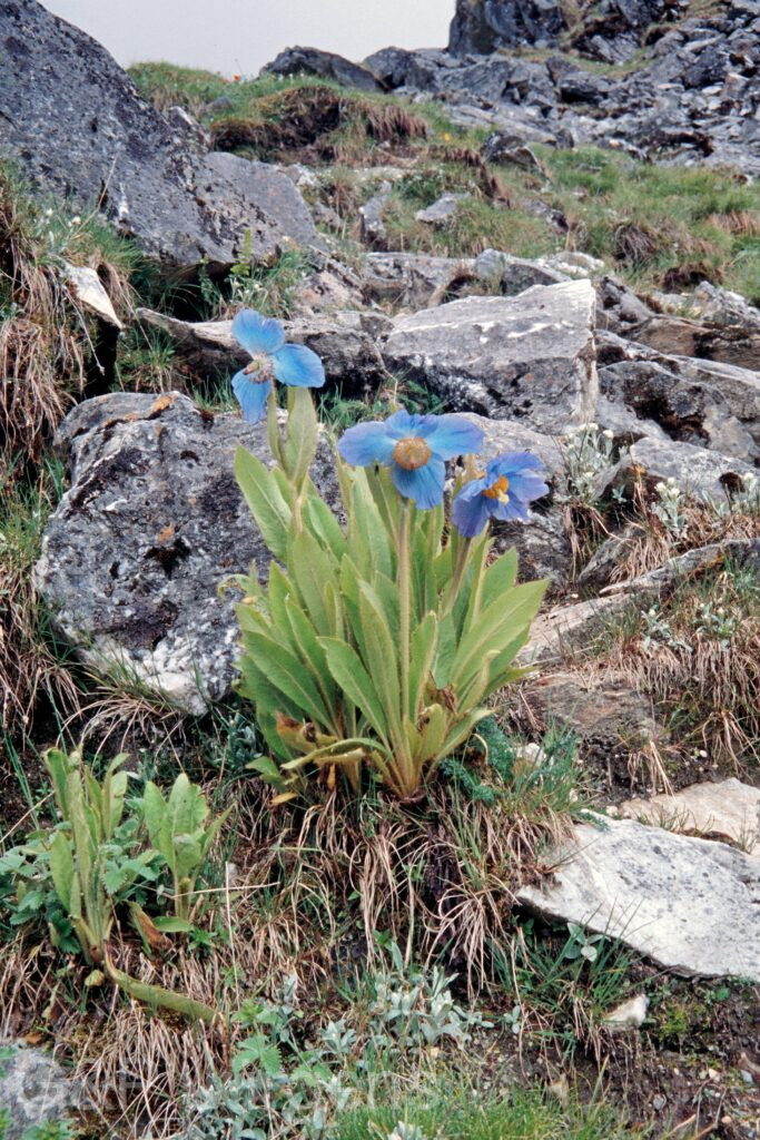 Nepal 99 281 ergebnis