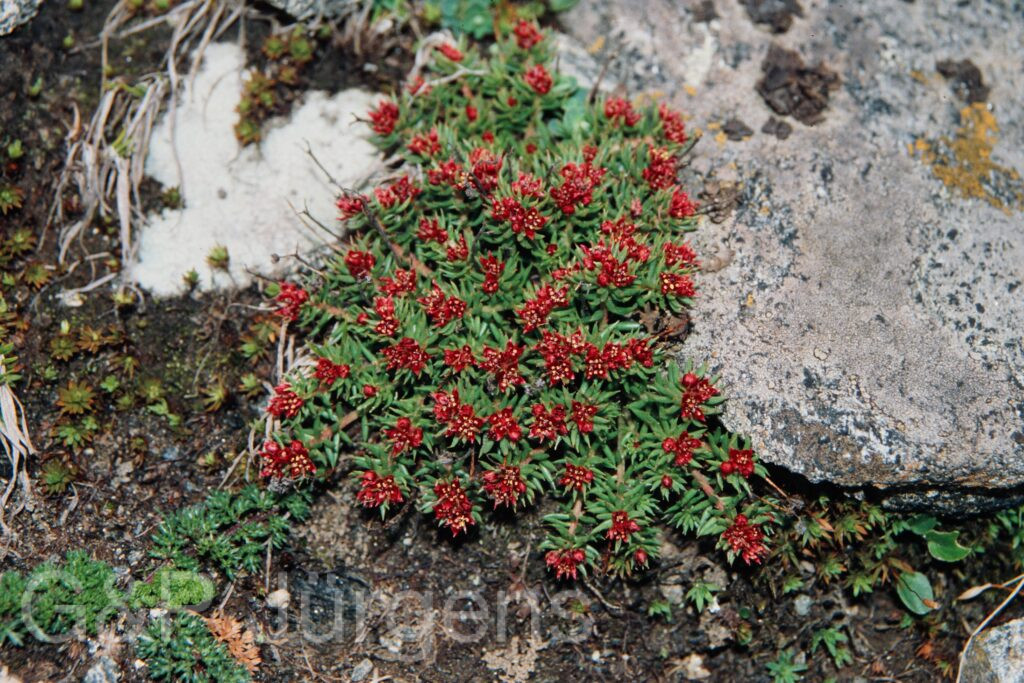 Nepal 99 286 ergebnis