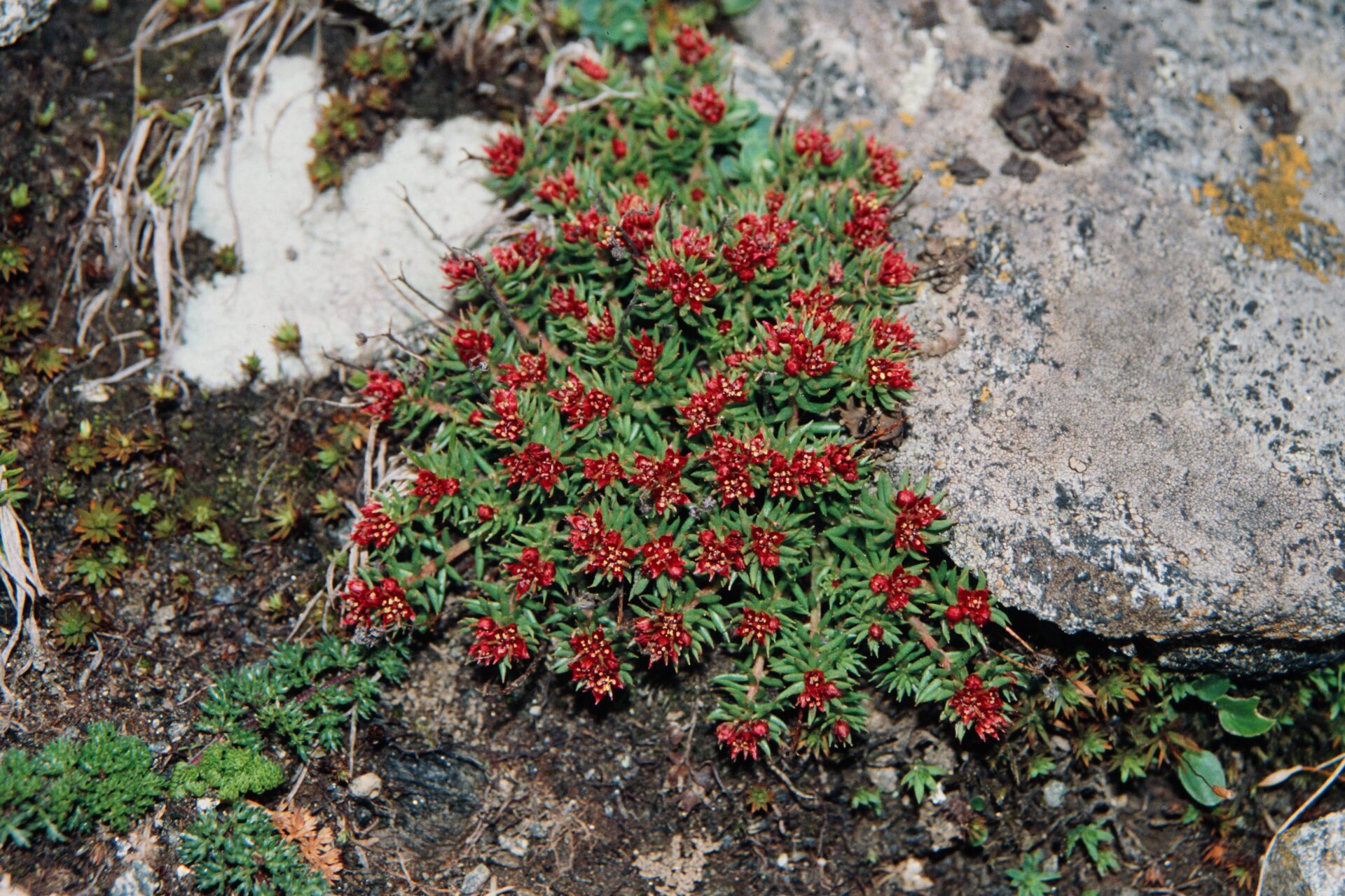 Rhodiola coccinea — Crassulaceae