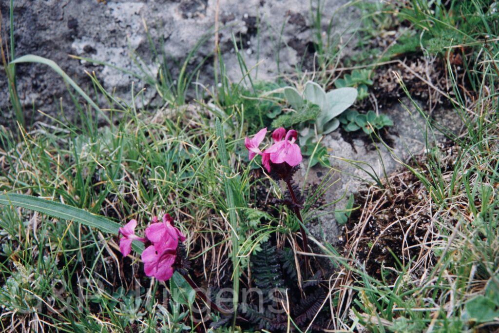 Nepal 99 289 ergebnis