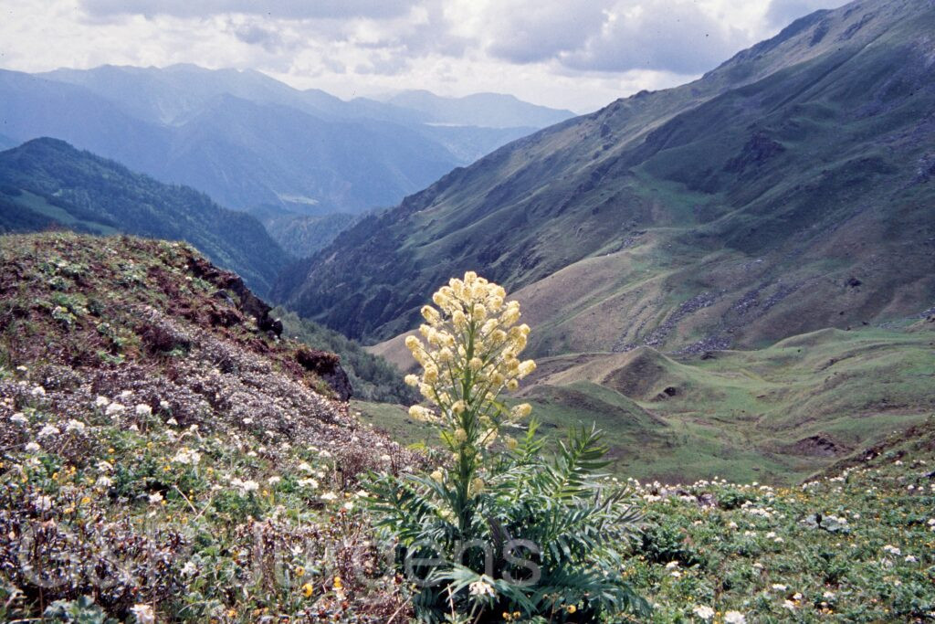 Nepal 99 293 ergebnis