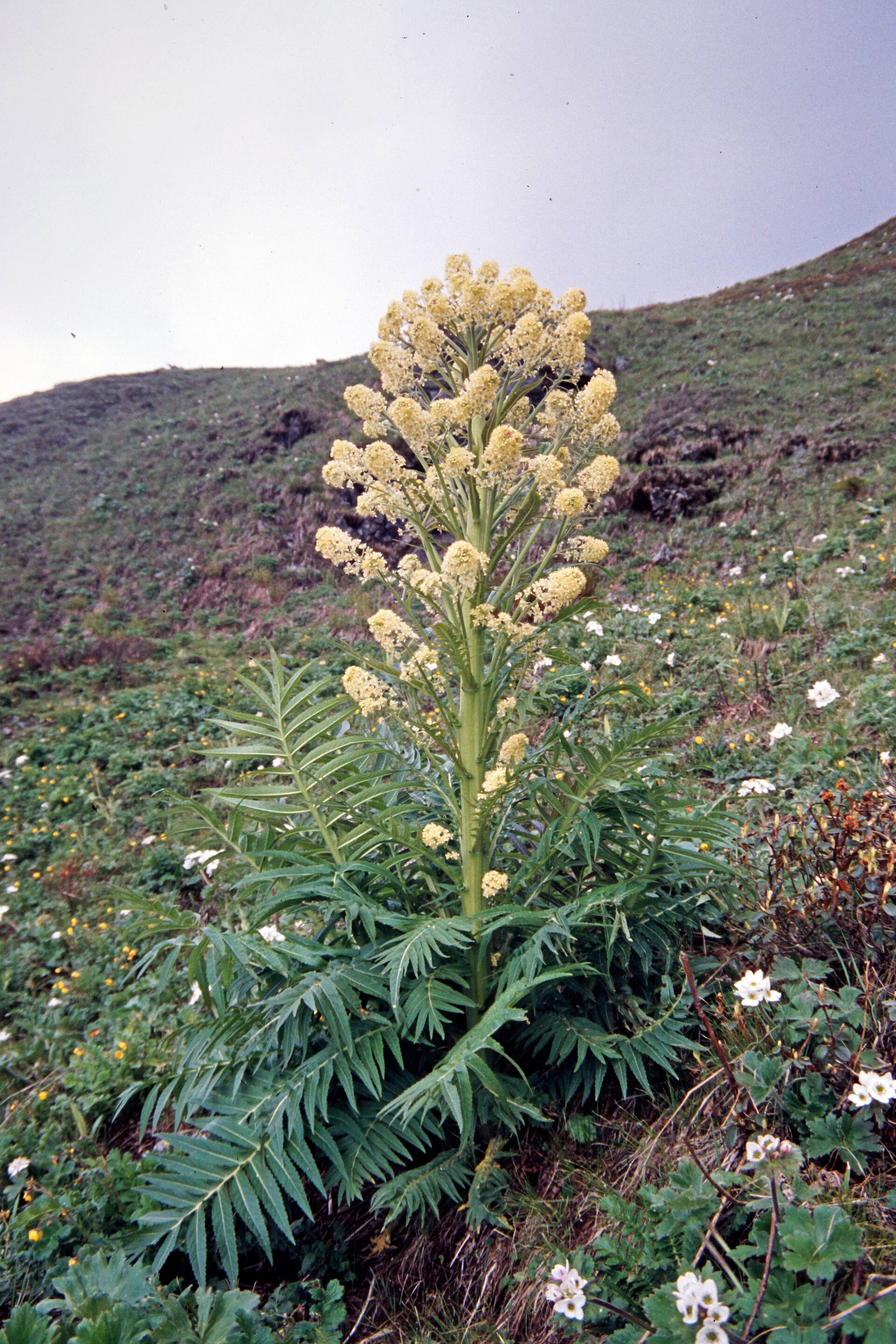 Megacarpaea polyandra — Brassicaceae