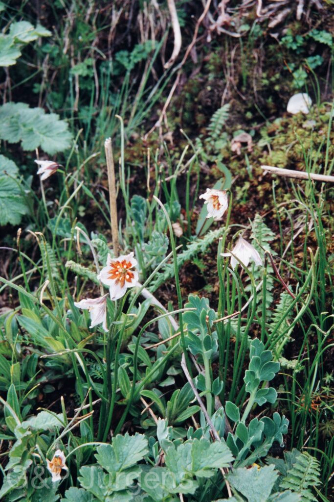 Nepal 99 296 ergebnis