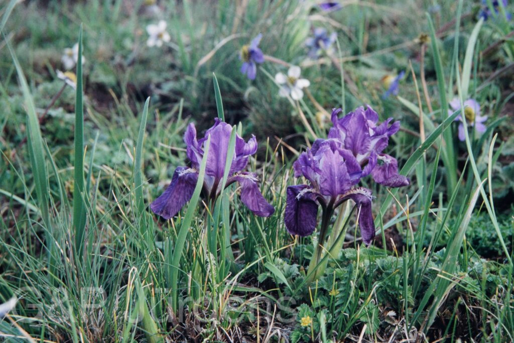 Nepal 99 298 ergebnis