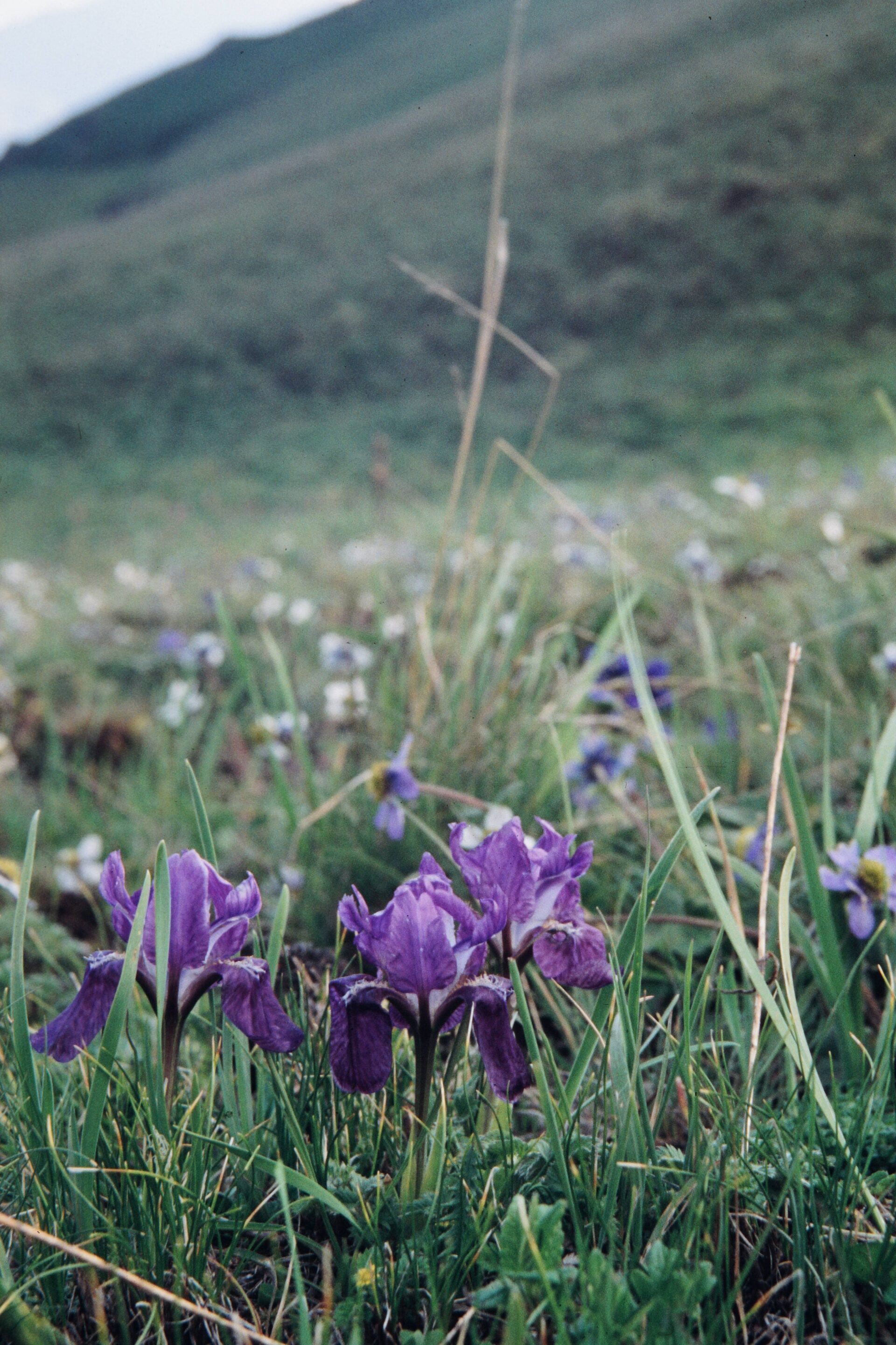 Iris kemaonensis — Iridaceae