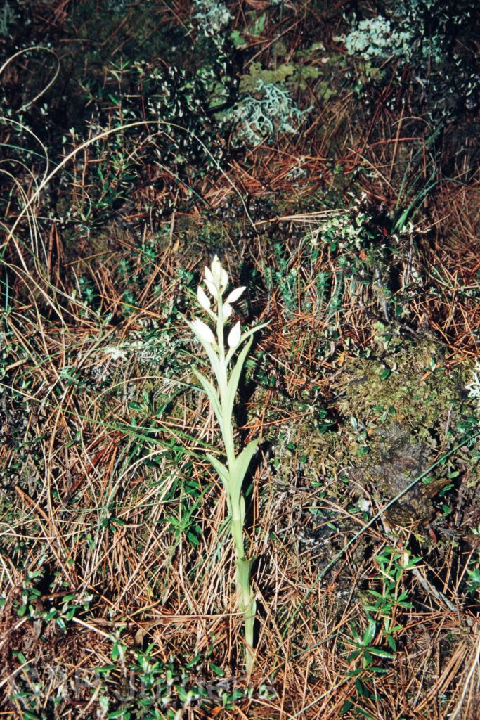 Nepal 99 29 ergebnis