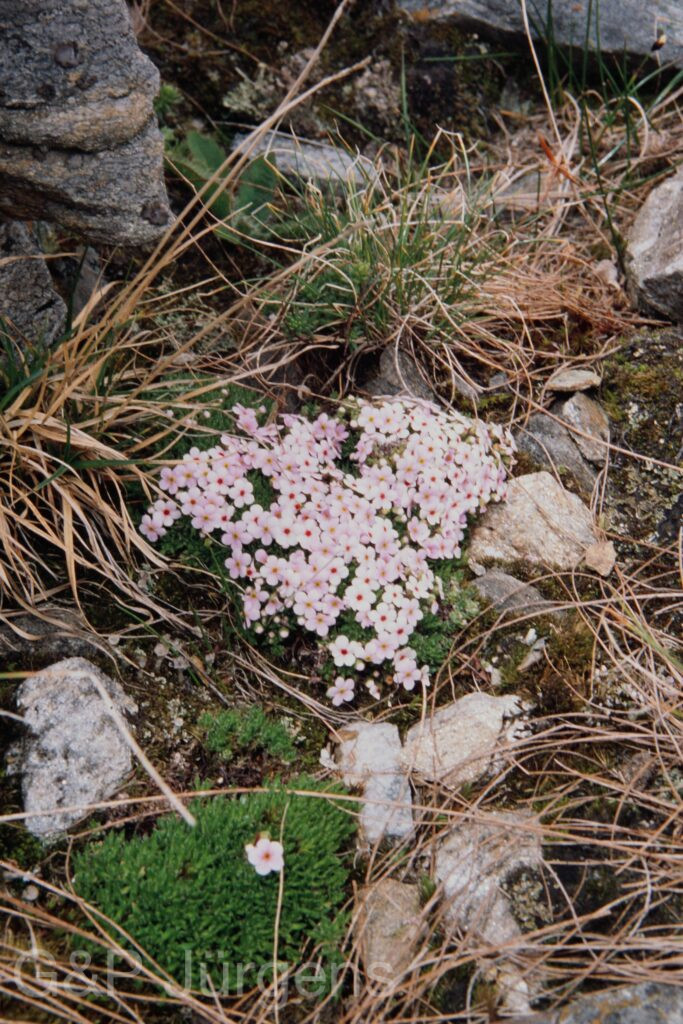Nepal 99 304 ergebnis