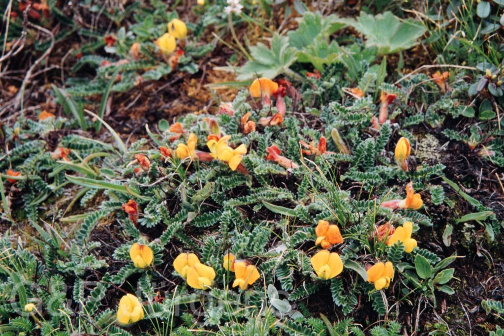 Nepal 99 312 ergebnis