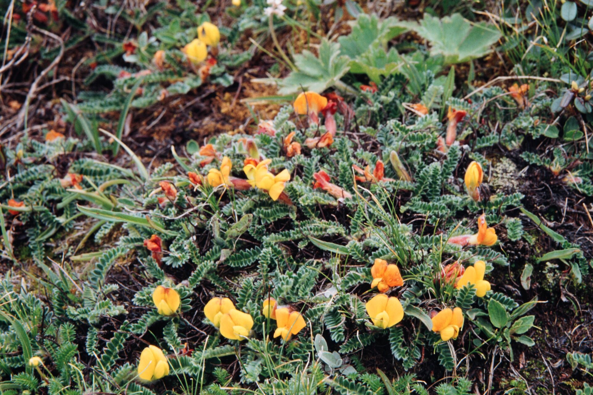 Chesneya nubigena — Fabaceae
