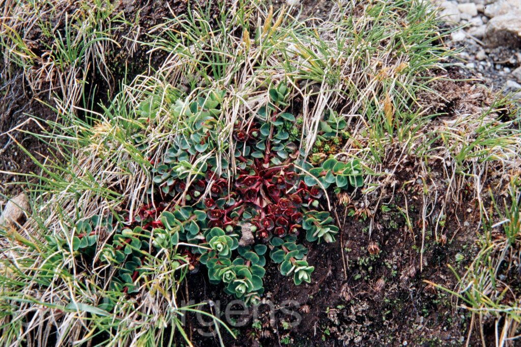 Nepal 99 313 ergebnis