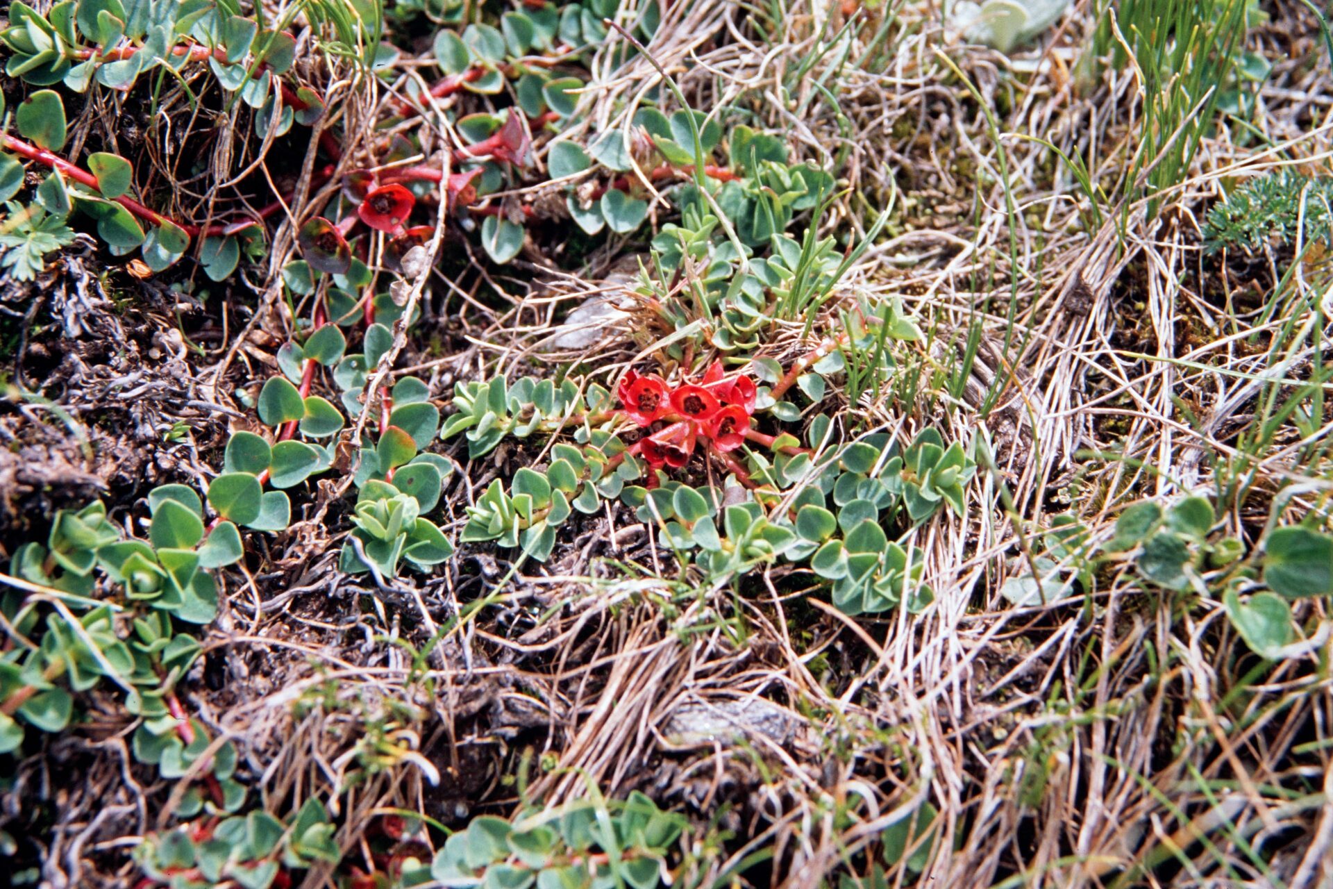 Euphorbia stracheyi — Euphorbiaceae