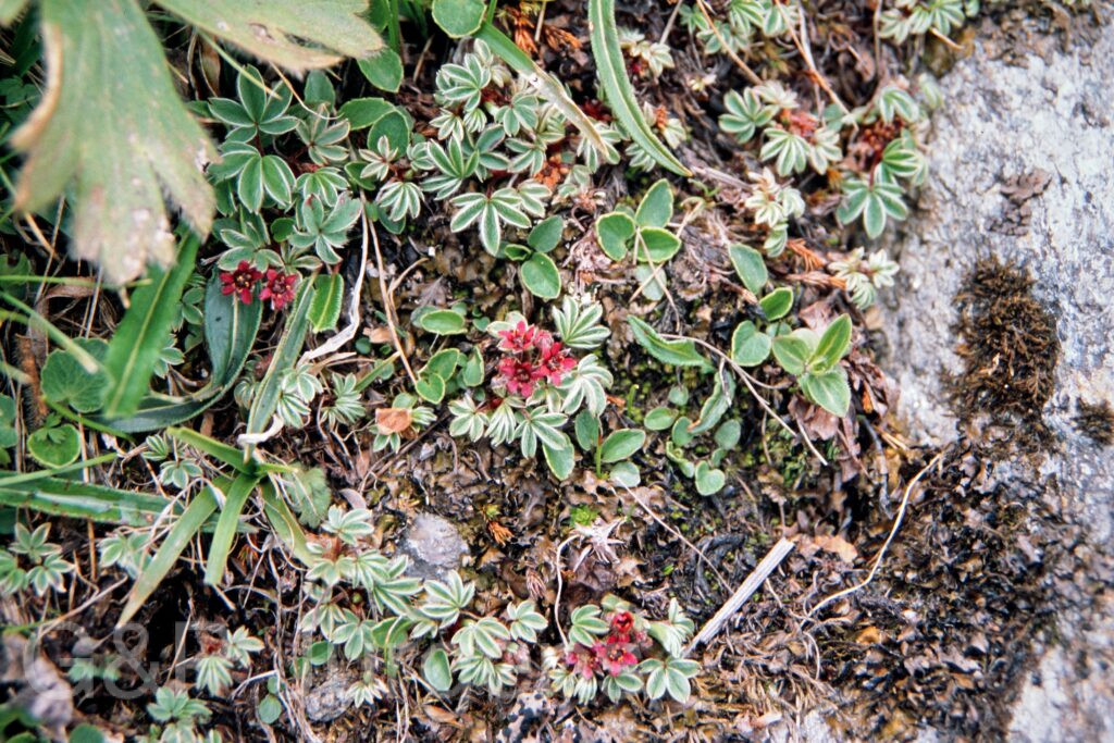 Nepal 99 315 ergebnis