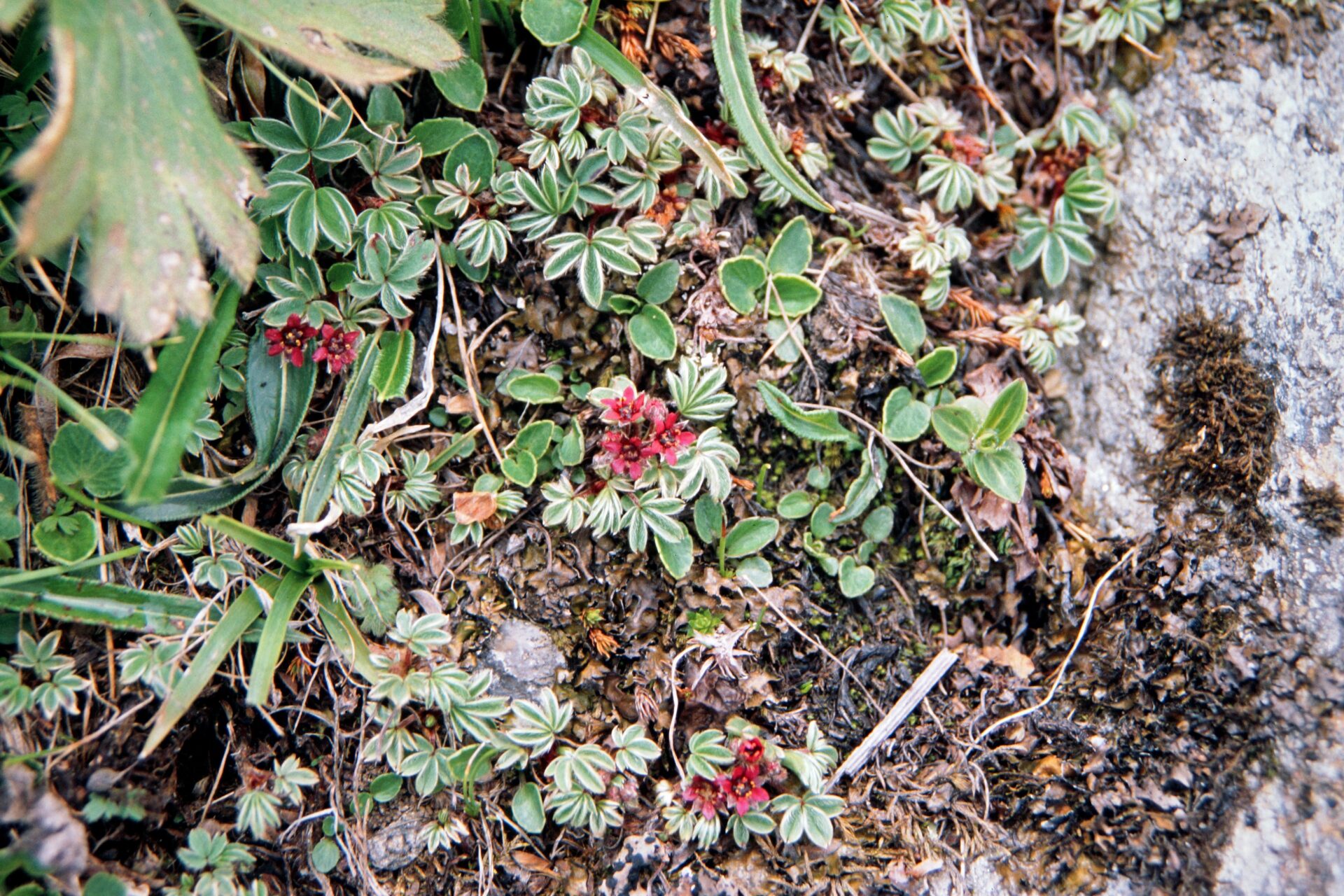 Sibbaldia purpurea — Rosaceae