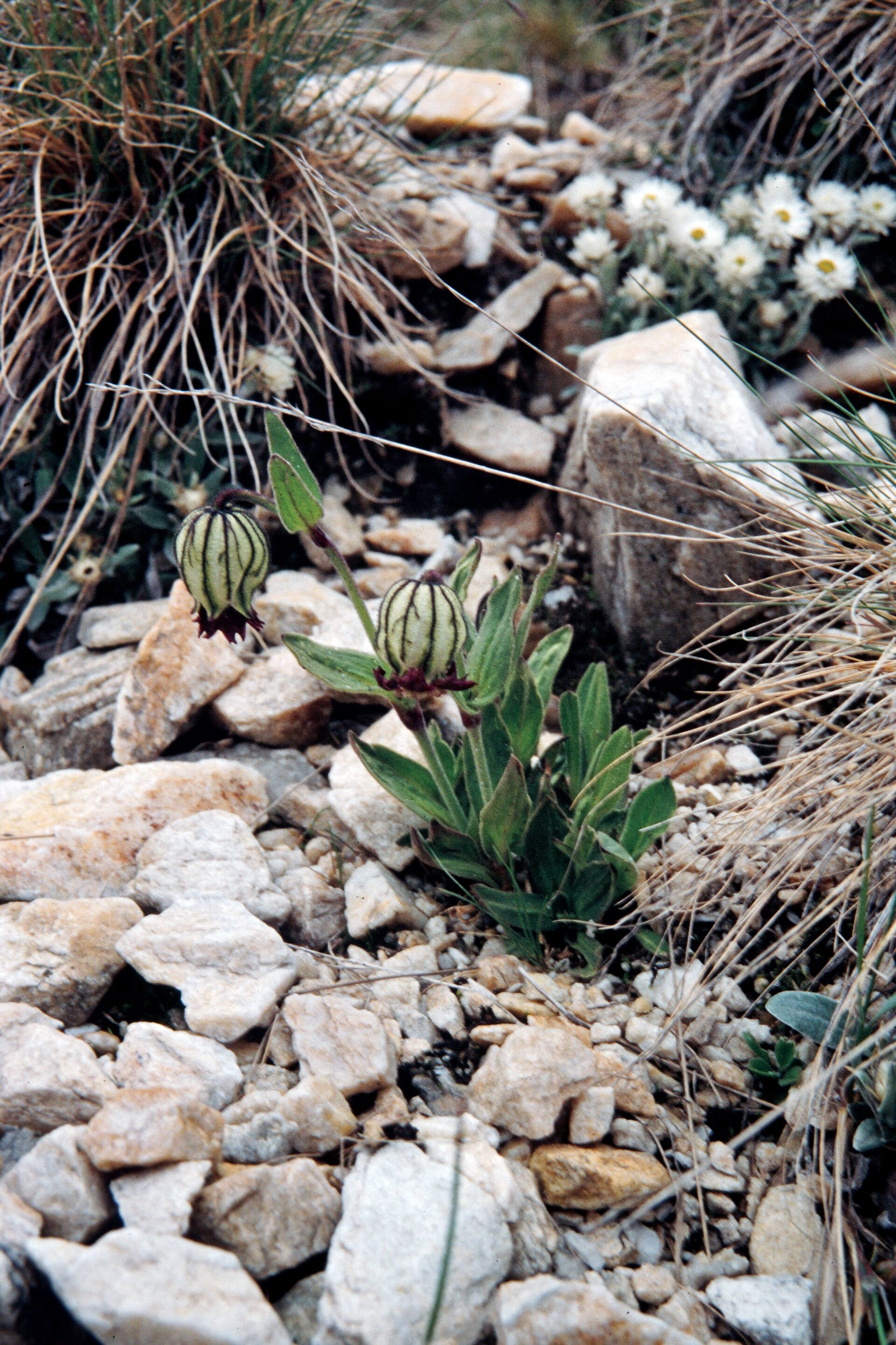 Silene gonosperma — Caryophyllaceae