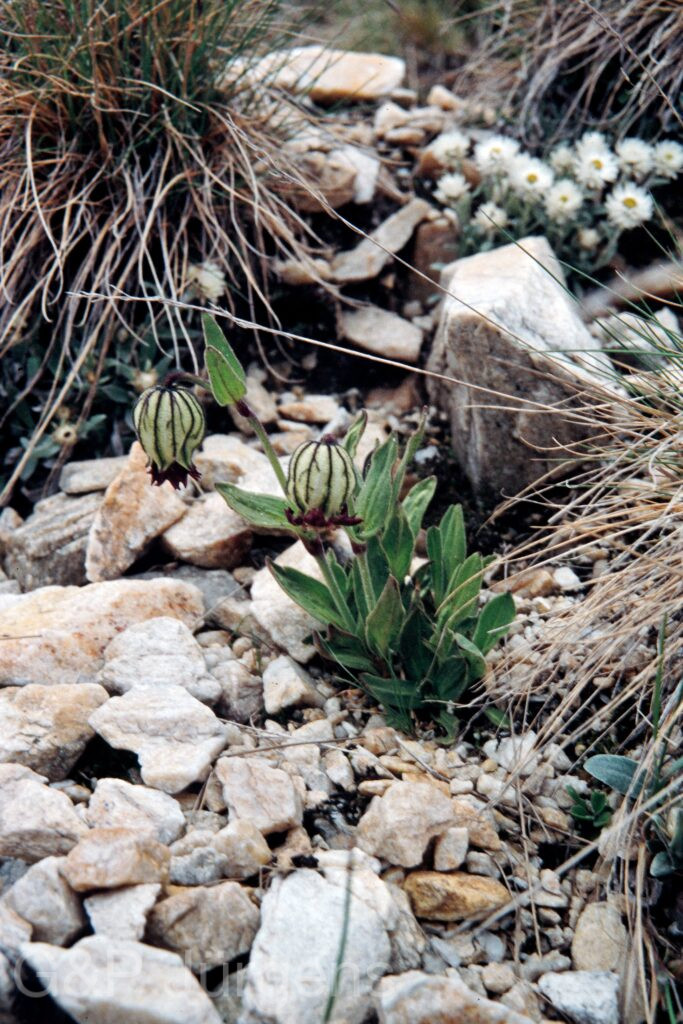 Nepal 99 320 ergebnis