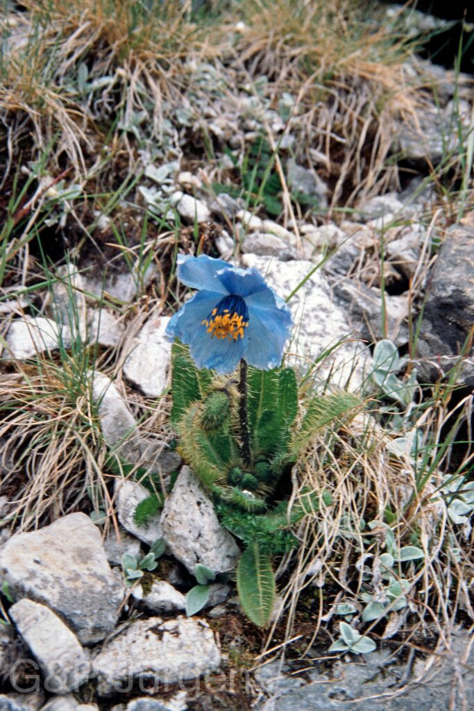 Nepal 99 328 ergebnis