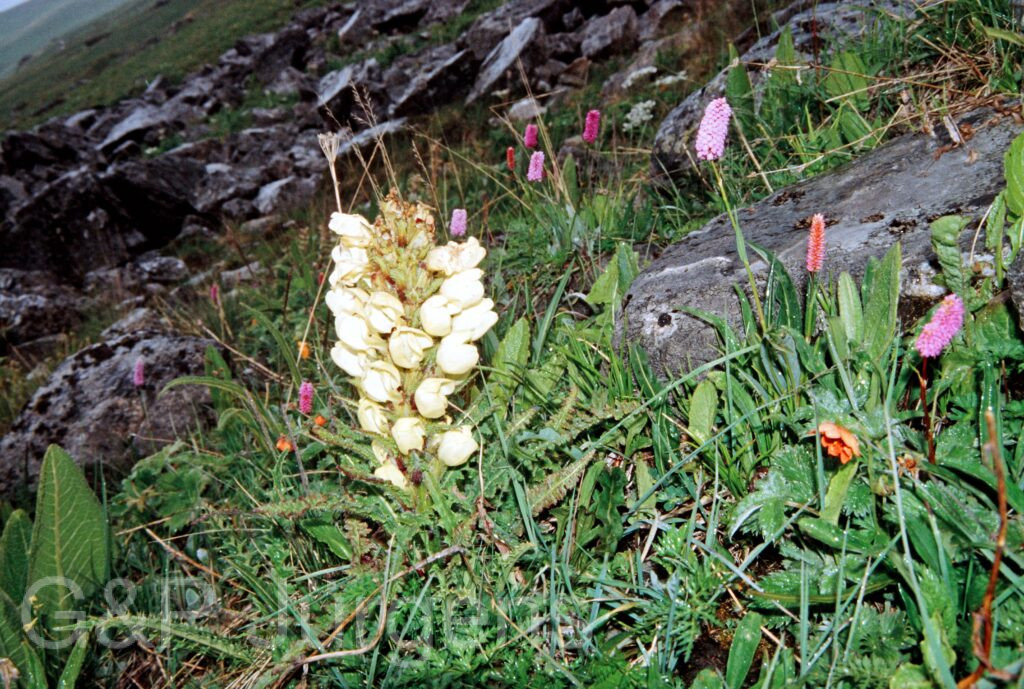 Nepal 99 332 ergebnis