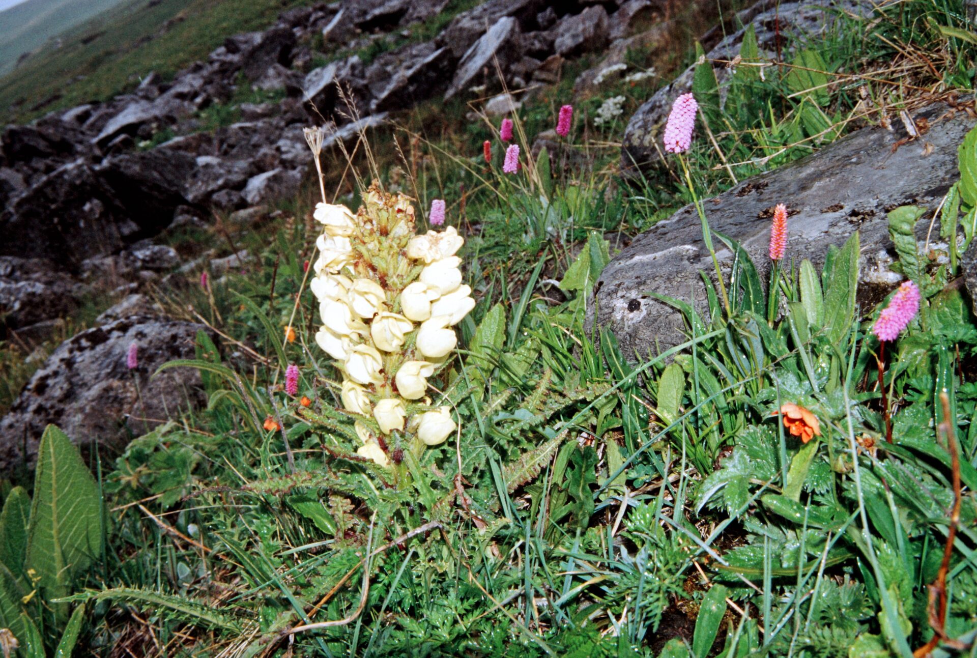 Pedicularis scullyana — Orobanchaceae