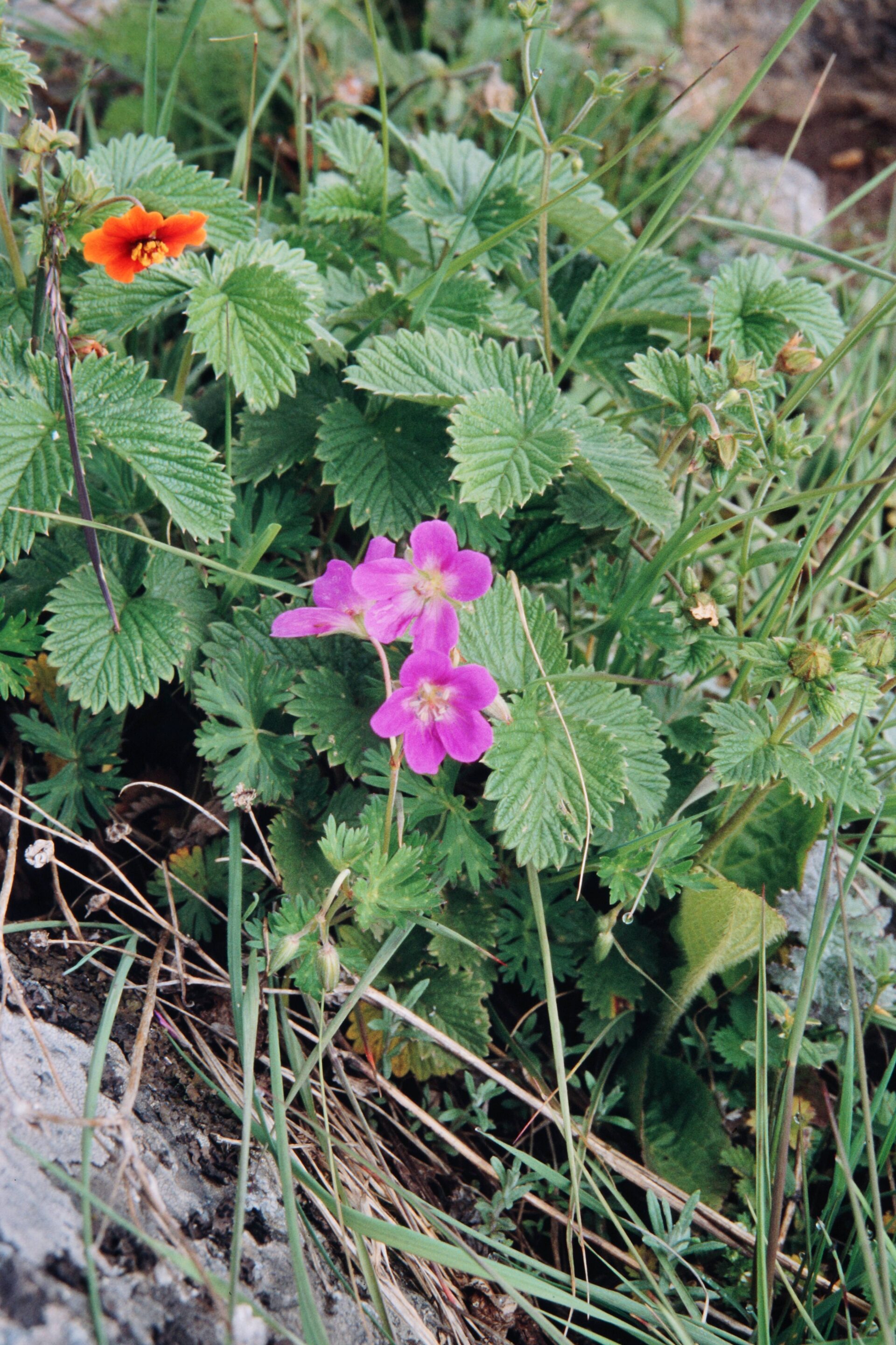 Geranium collinum — Geraniaceae