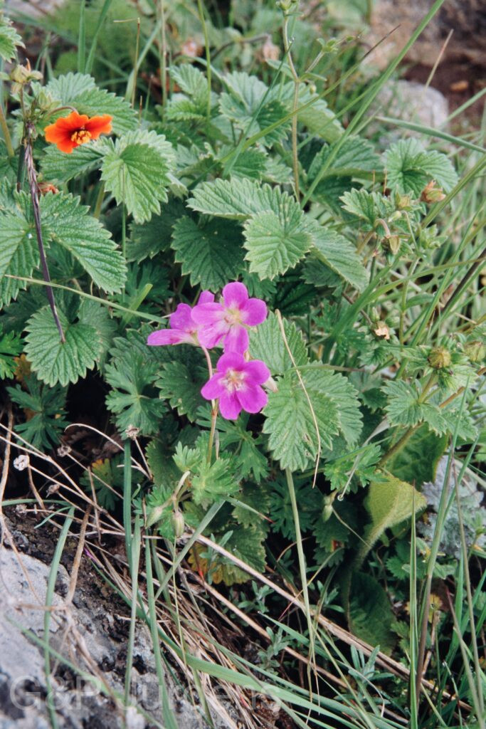 Nepal 99 342 ergebnis