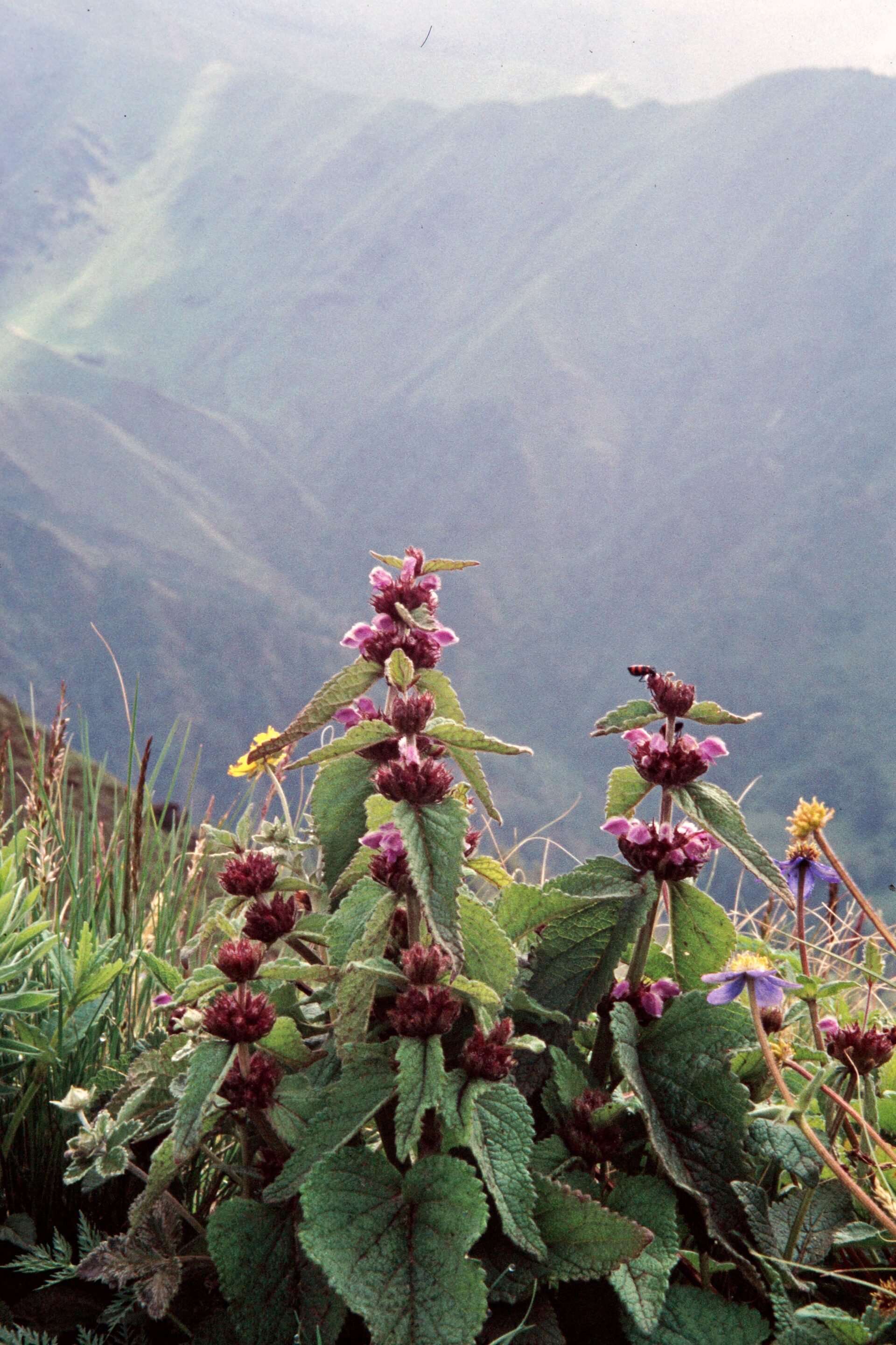 Phlomoides bracteosa — Lamiaceae