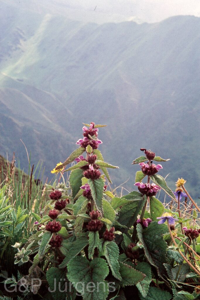 Nepal 99 353 ergebnis