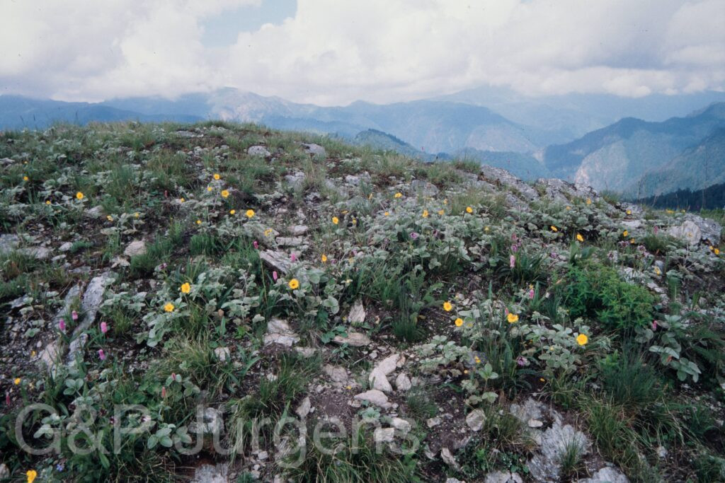 Nepal 99 360 ergebnis