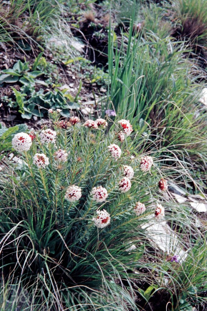 Nepal 99 362 ergebnis