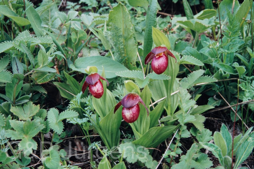 Nepal 99 370 ergebnis