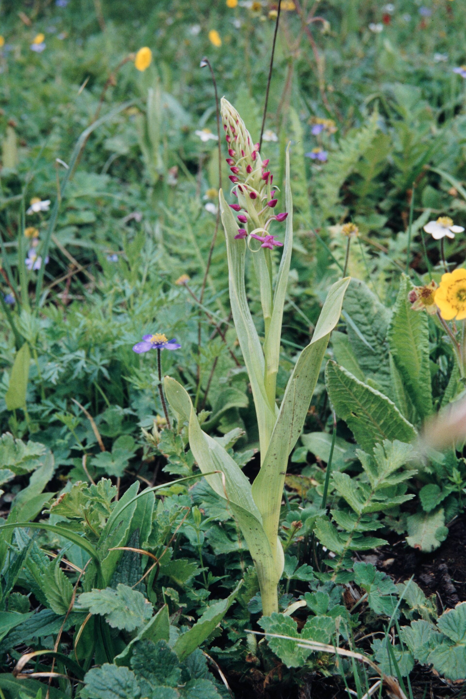 Gymnadenia orchidis — Orchideaceae