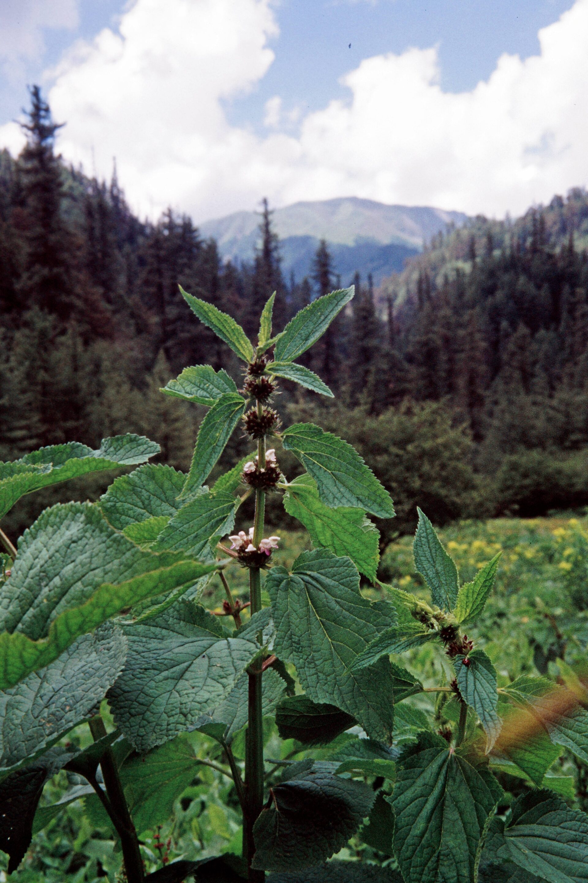 Phlomoides macrophylla — Lamiaceae