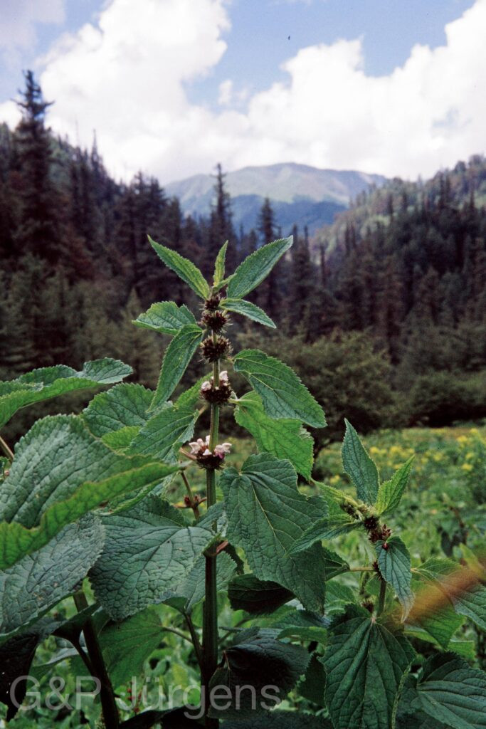 Nepal 99 380 ergebnis