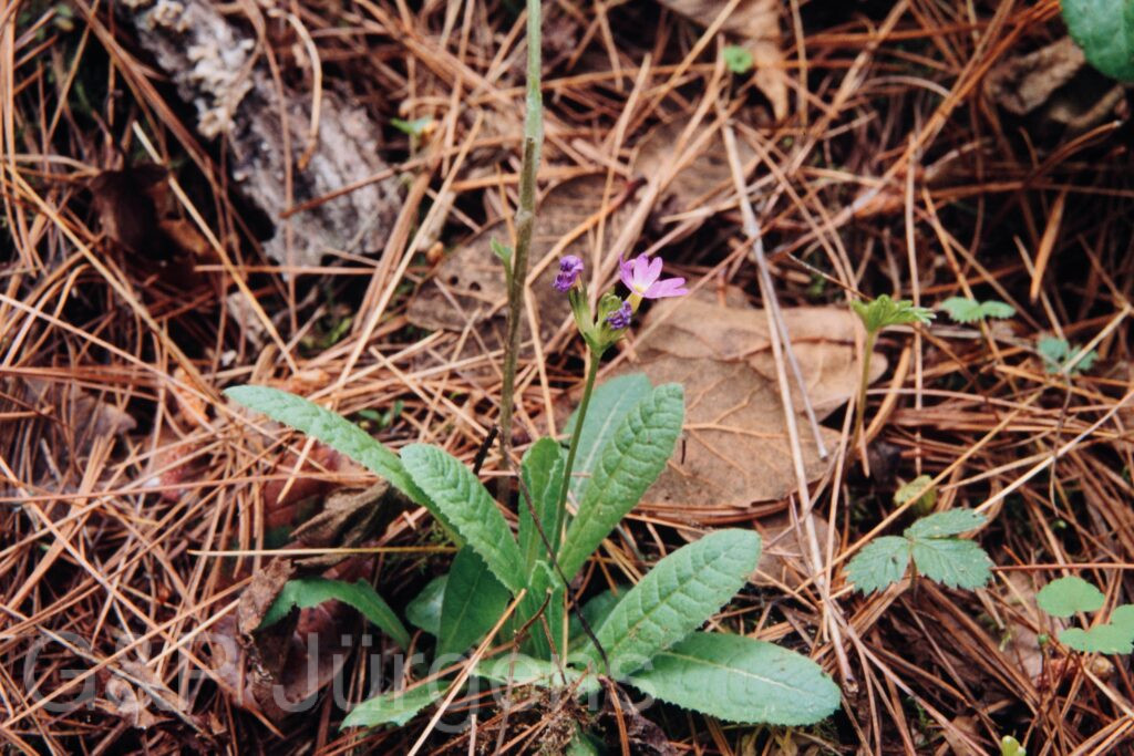 Nepal 99 381 ergebnis