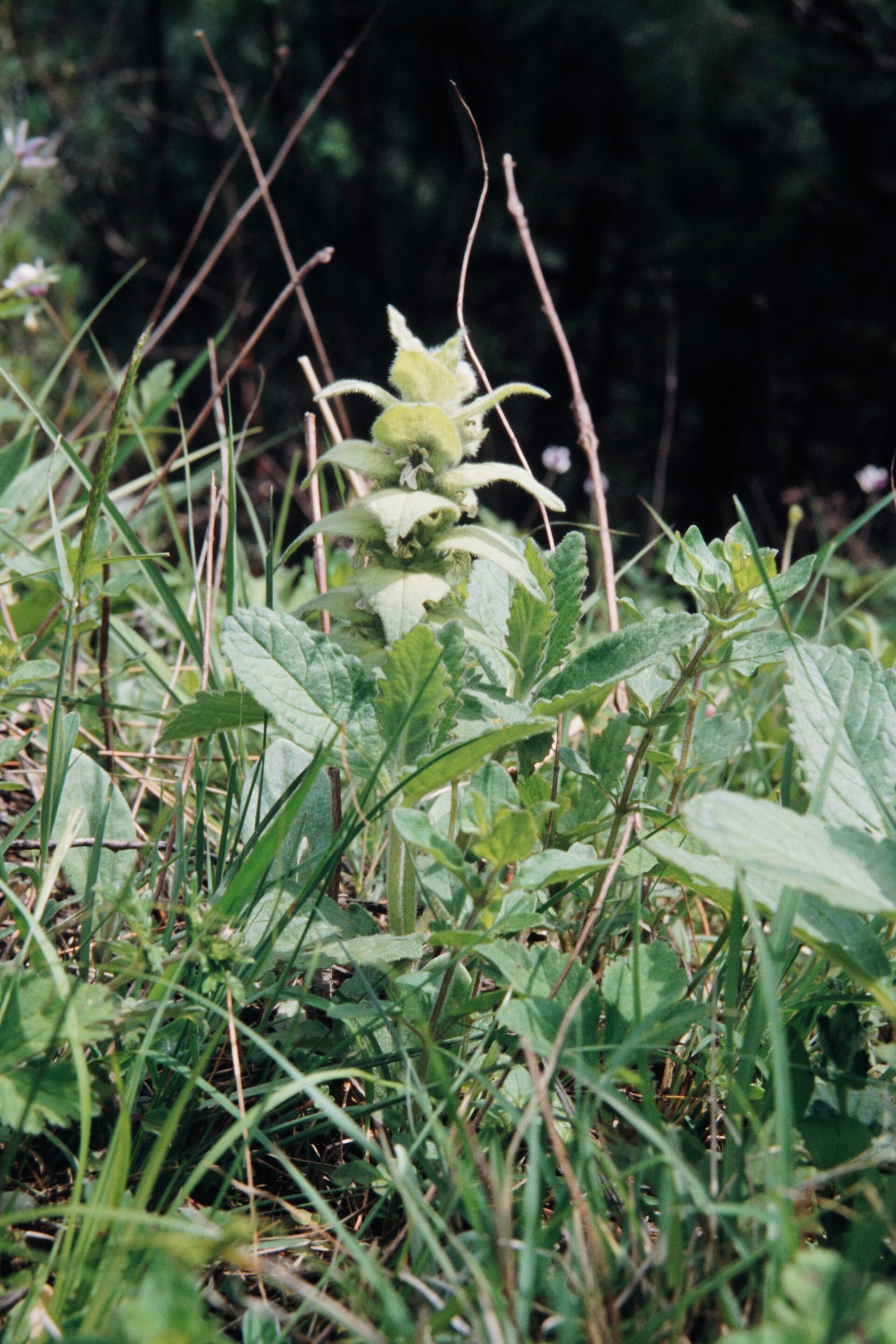 Ajuga lupulina — Lamiaceae